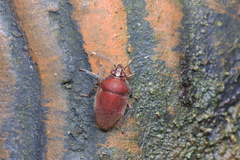 Tetrarthria variegata