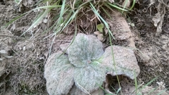 Calceolaria lanigera