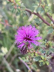 Mimosa australis