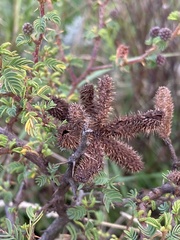 Mimosa australis