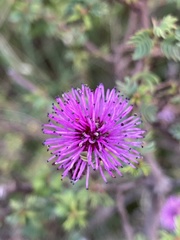 Mimosa australis