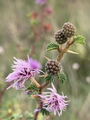 Mimosa australis