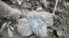 Calceolaria lanigera