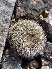 Parodia