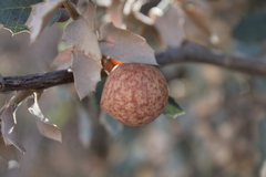 Atrusca brevipennata
