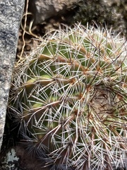 Parodia