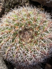 Parodia
