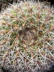 Parodia