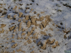 Talpa europaea