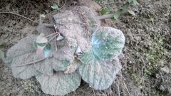 Calceolaria lanigera