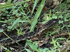 Bothrops pubescens