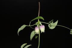 Clematis morefieldii
