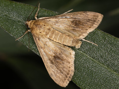 Asciodes gordialis