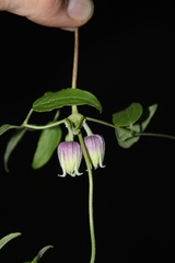 Clematis morefieldii