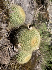 Parodia scopa