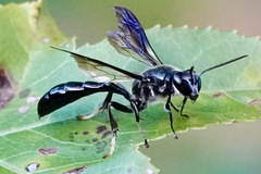 Trypoxylon lactitarse