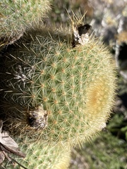 Parodia scopa