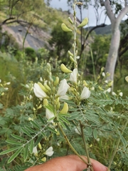 Tephrosia astragaloides