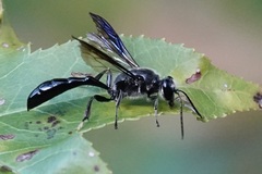 Trypoxylon lactitarse