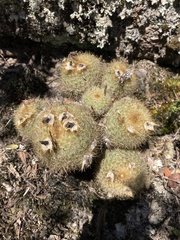 Parodia scopa