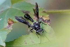 Trypoxylon lactitarse