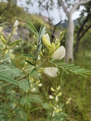 Tephrosia astragaloides