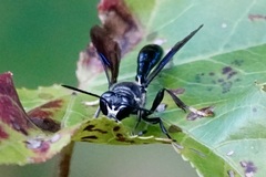 Trypoxylon lactitarse