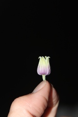 Clematis morefieldii