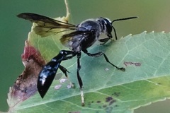 Trypoxylon lactitarse