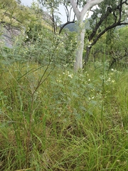 Tephrosia astragaloides