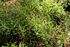 Banksia neoanglica