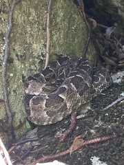 Bothrops pubescens