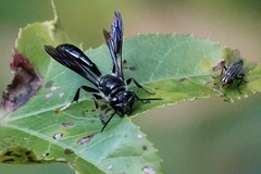 Trypoxylon lactitarse