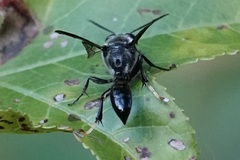 Trypoxylon lactitarse