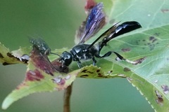 Trypoxylon lactitarse