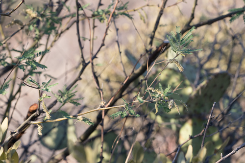 Prosopis velutina