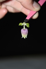 Clematis morefieldii