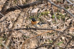Fringilla montifringilla