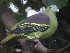 Treron curvirostra