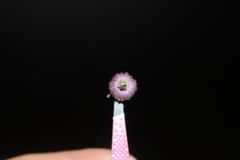 Clematis morefieldii