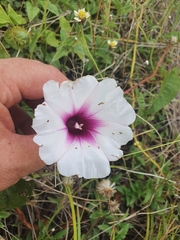 Ipomoea abrupta