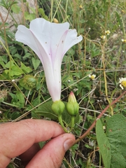 Ipomoea abrupta