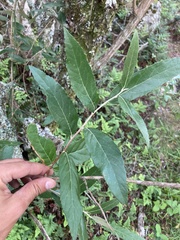 Moquiniastrum polymorphum ceanothifolium