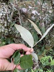 Moquiniastrum polymorphum ceanothifolium