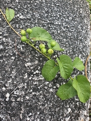 Ipomoea abrupta
