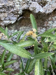 Moquiniastrum polymorphum ceanothifolium