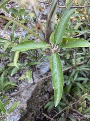 Moquiniastrum polymorphum ceanothifolium