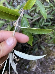 Moquiniastrum polymorphum ceanothifolium