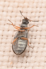 Vecturoides pseudonycha