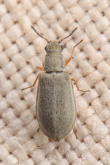 Vecturoides pseudonycha